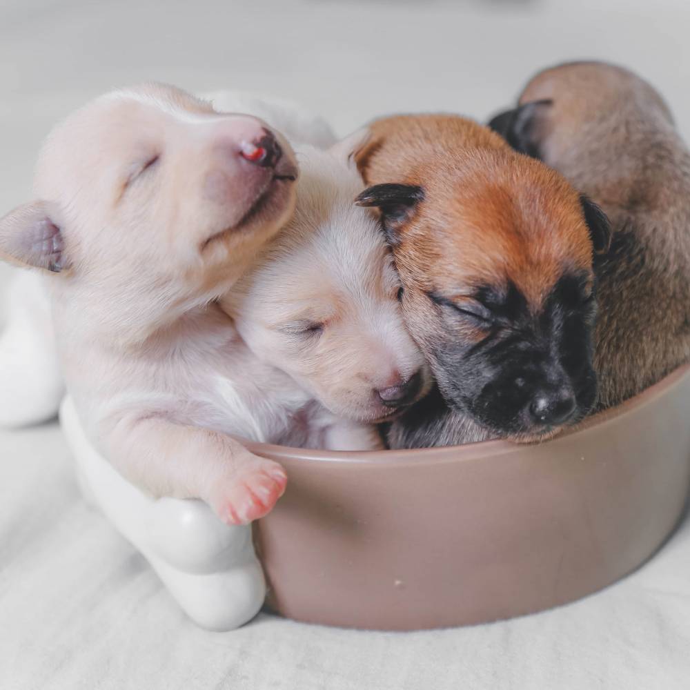 elevage chiots-2.jpg
