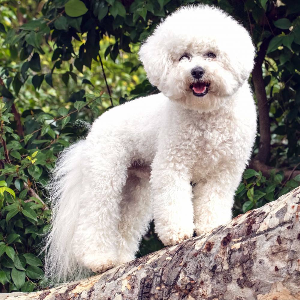 bichon frisé family (1).jpg