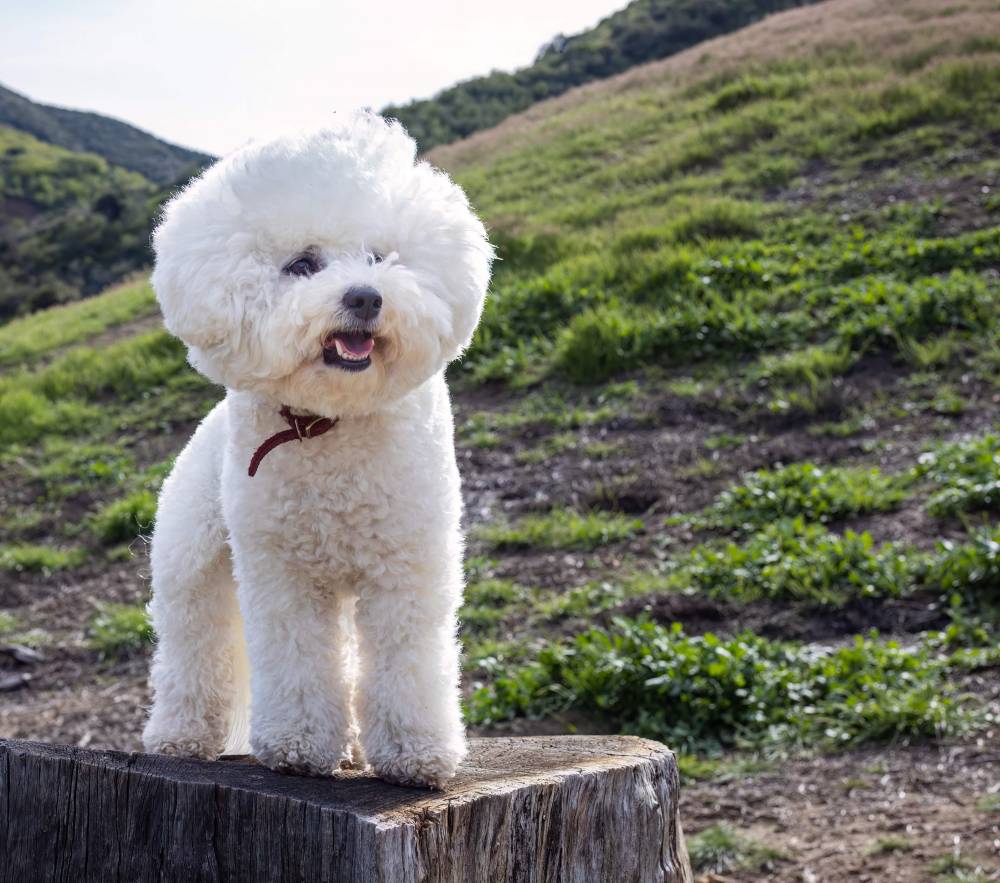 bichon frisé family (2).jpg