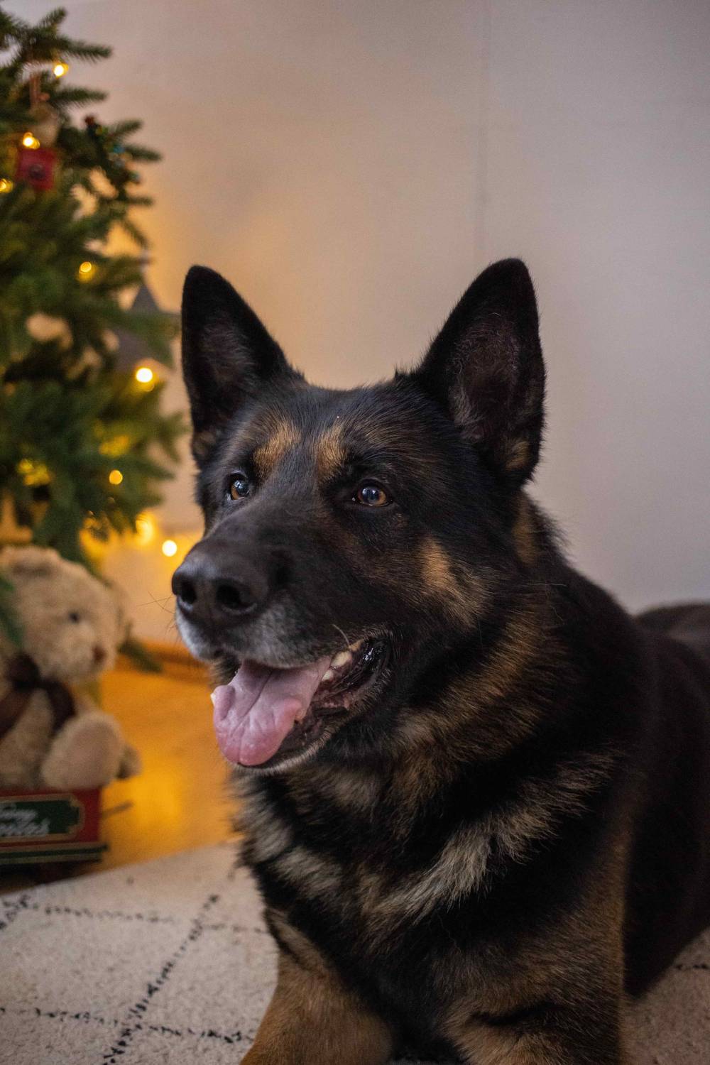 berger allemand family (1).jpg